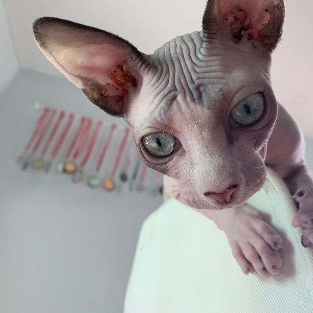 🐾 Wunderschöne Sphynx-Kätzchen suchen ein liebevolles Zuhause 🐾