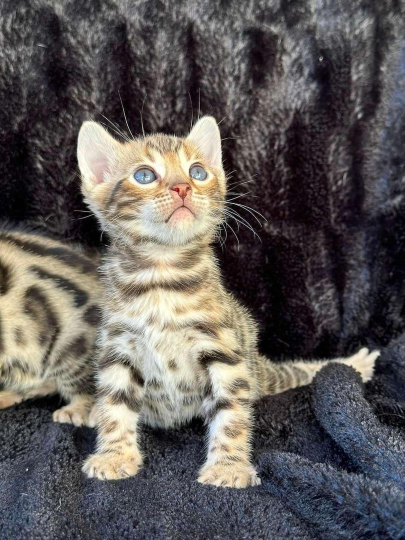 Reinrassige Bengal Kitten