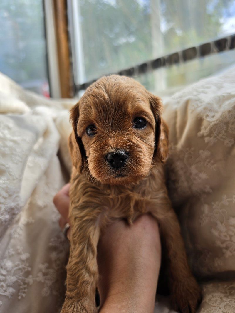 Bezaubernde F1 Cavapoo-Welpen (Rüden) suchen ein neues Zuhause