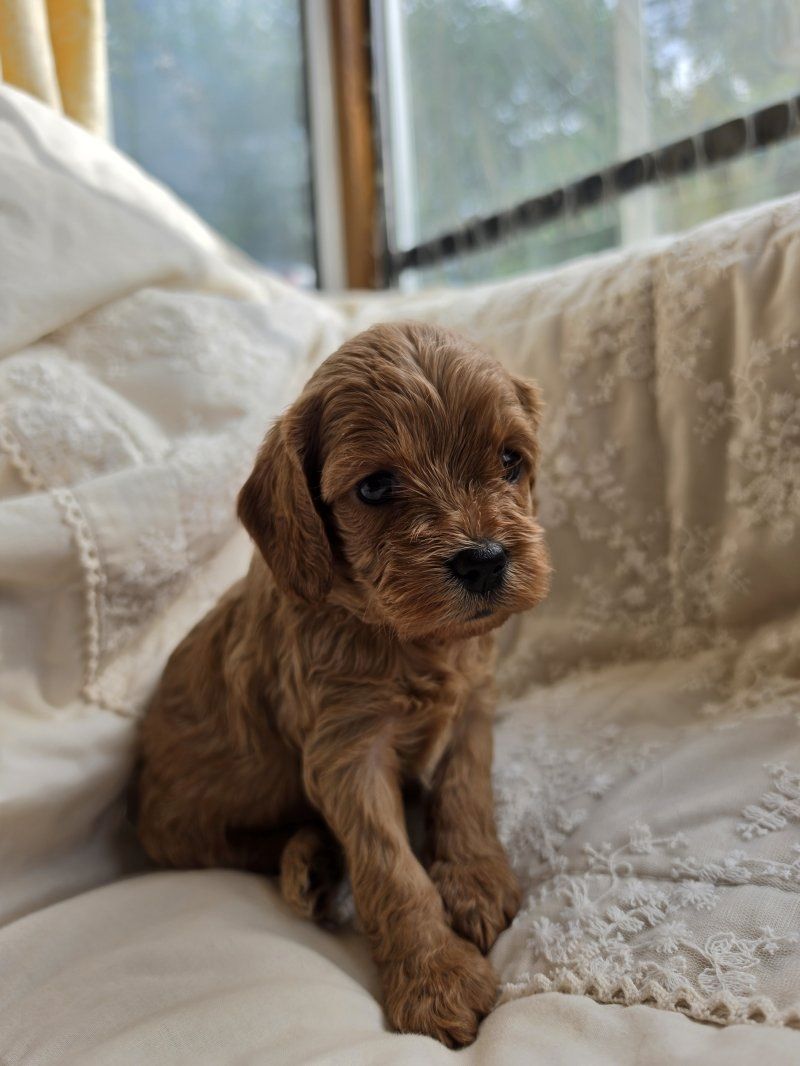 Bezaubernde F1 Cavapoo-Welpen (Rüden) suchen ein neues Zuhause