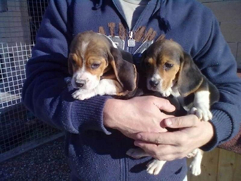 Beagle-Welpen