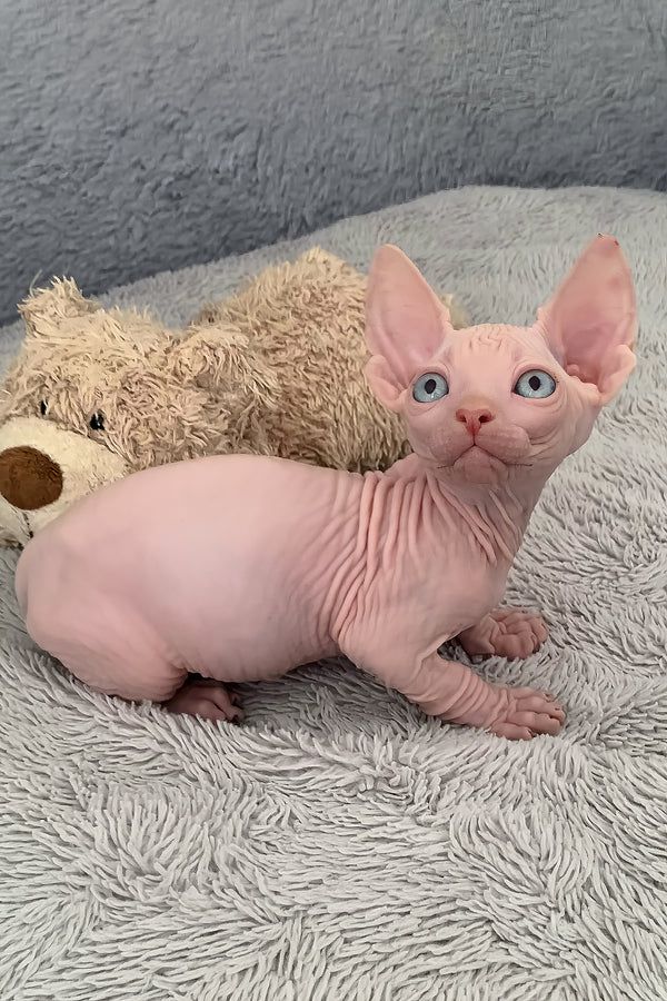 Bezaubernde Sphynx-Kätzchen suchen ein neues Zuhause.