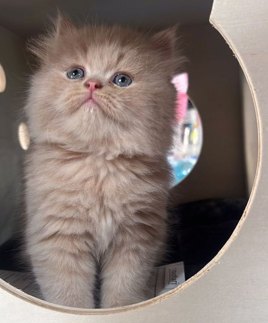 Perser-Kater (männlich) abzugeben