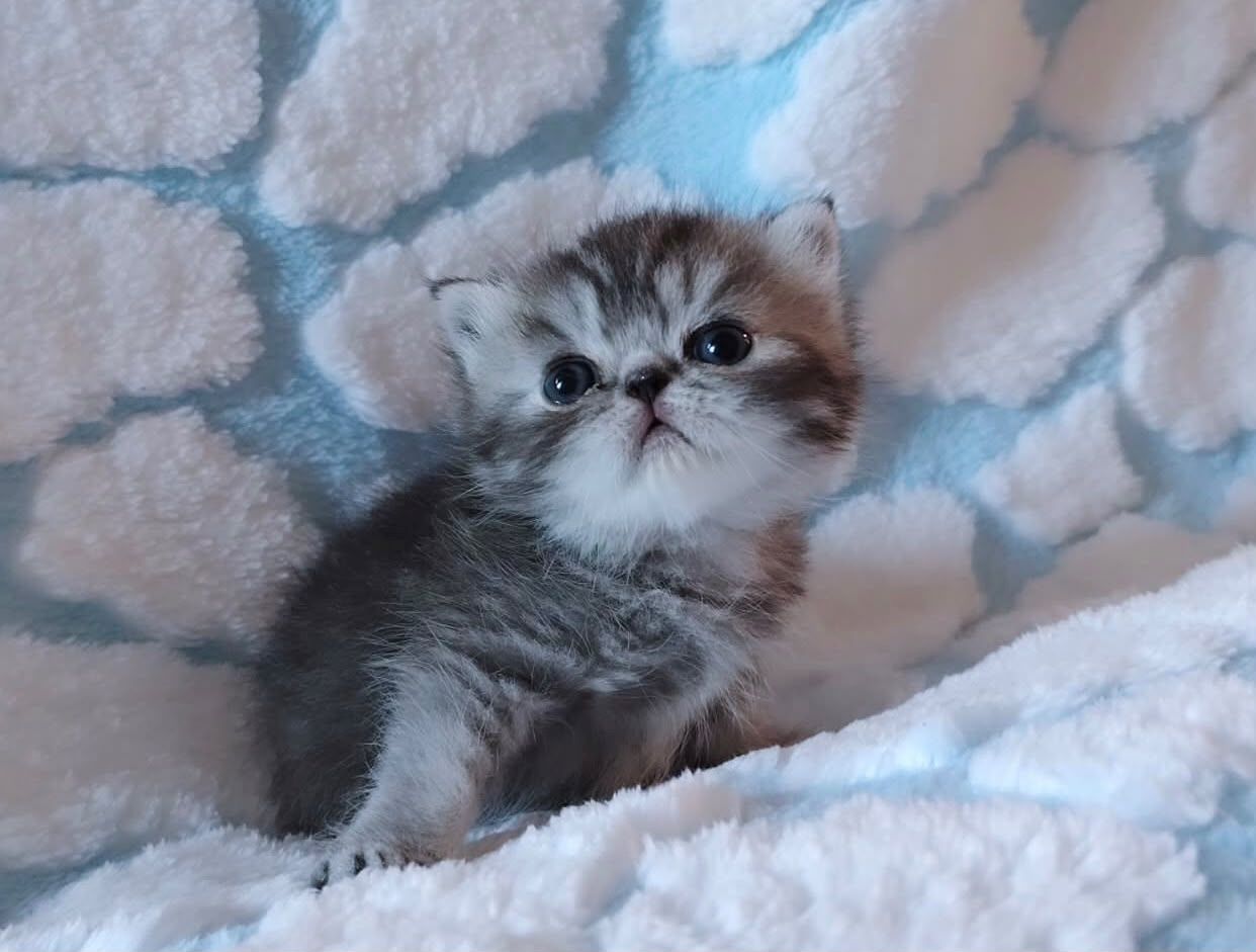 Reinrassige Perserkatzen abzugeben