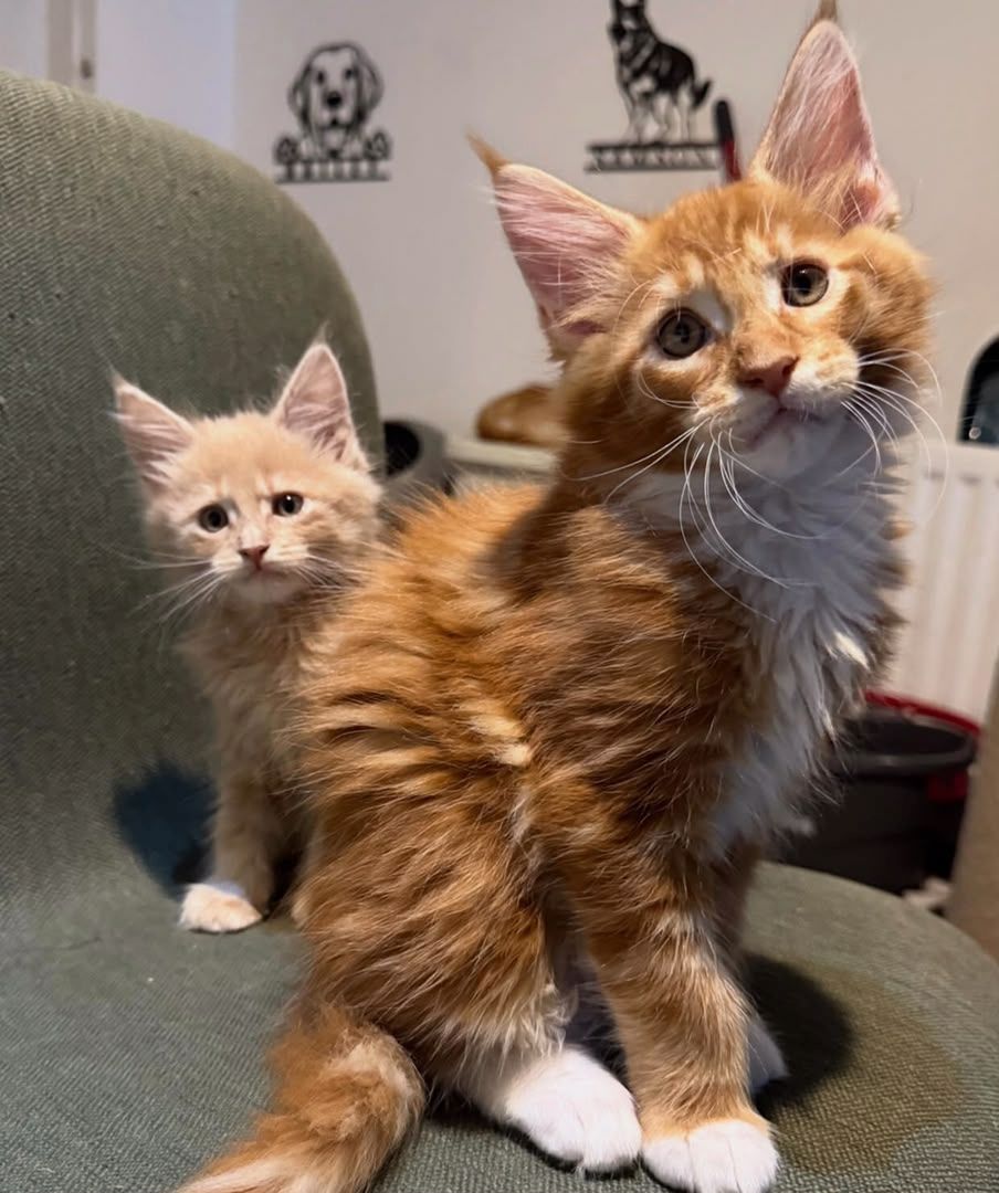 Maine-Coon-Kätzchen zu verkaufen