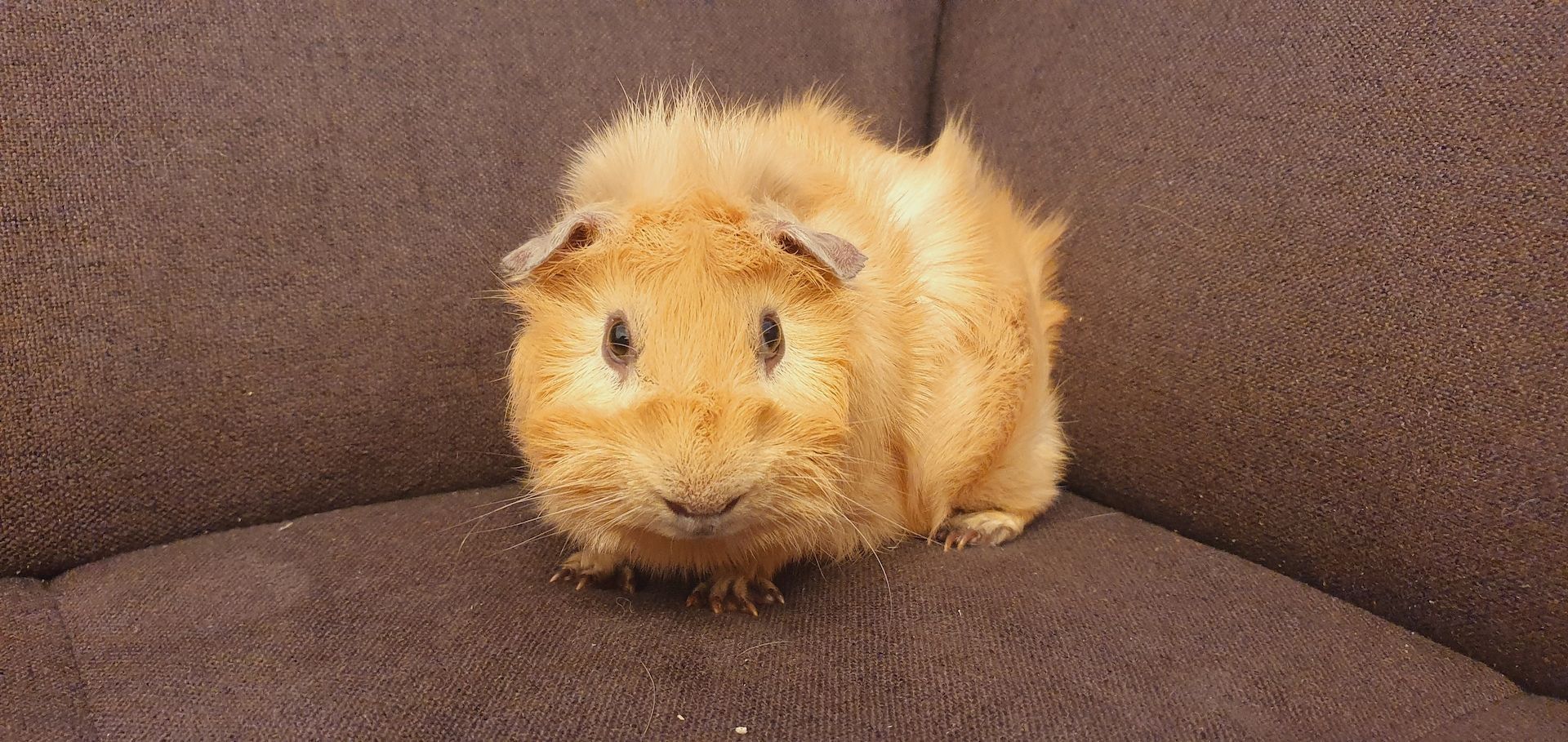 Meerschweinchen Bock Männchen mit oder ohne Zubehör