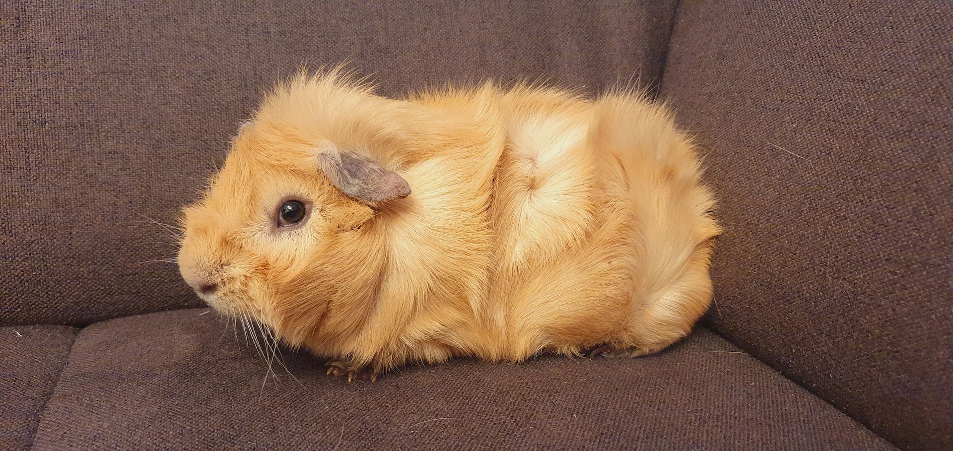 Meerschweinchen Bock Männchen mit oder ohne Zubehör