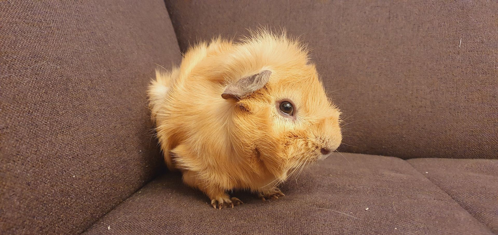 Meerschweinchen Bock Männchen mit oder ohne Zubehör