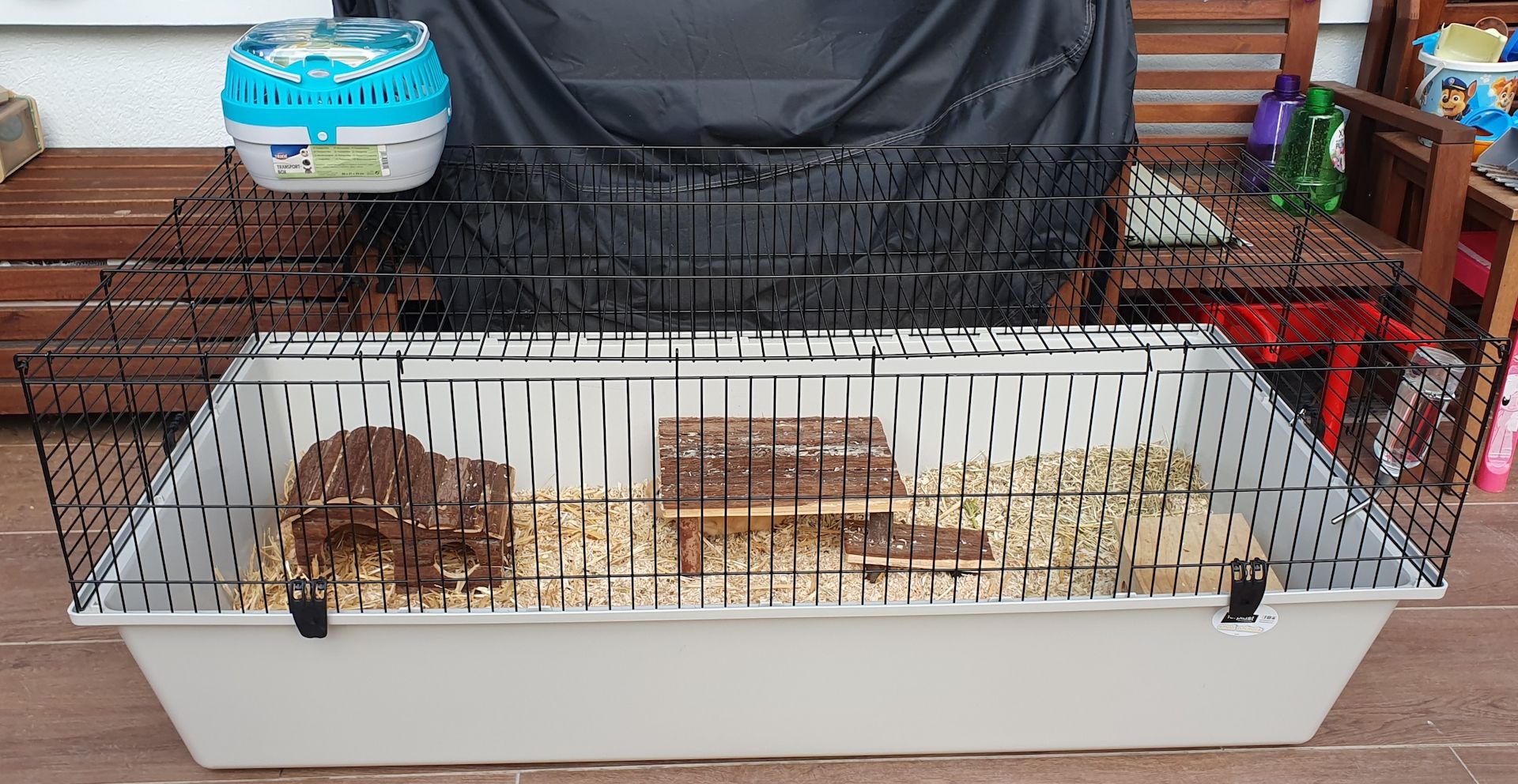 Meerschweinchen Bock Männchen mit oder ohne Zubehör