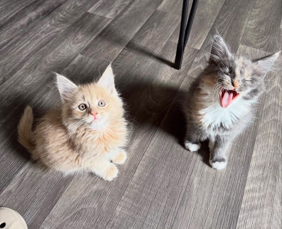 Wunderschöne Maine-Coon-Kätzchen zu verkaufen