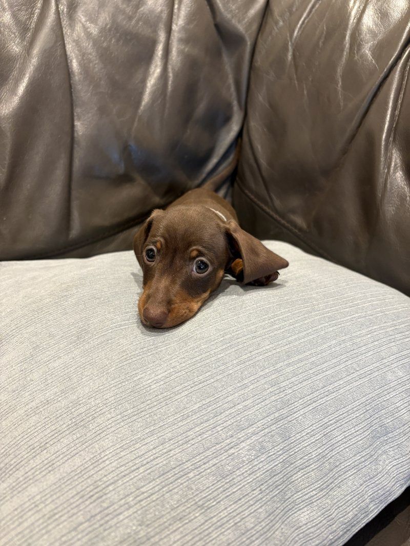 2 Dachshunds puppies for sale