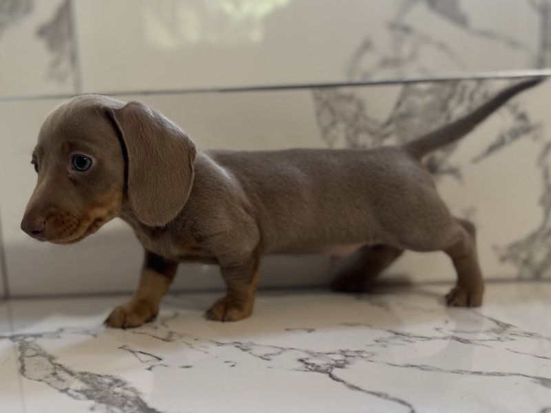 2 Dachshunds puppies for sale