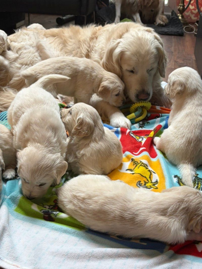 Wunderschöne Golden-Retriever-Welpen zu verkaufen