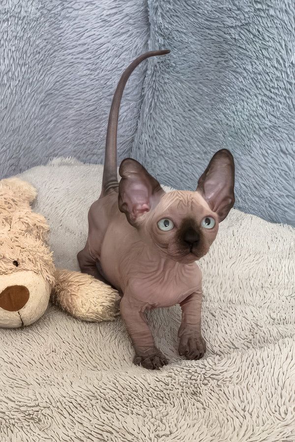 Bezaubernde Sphynx-Kätzchen suchen ein neues Zuhause.