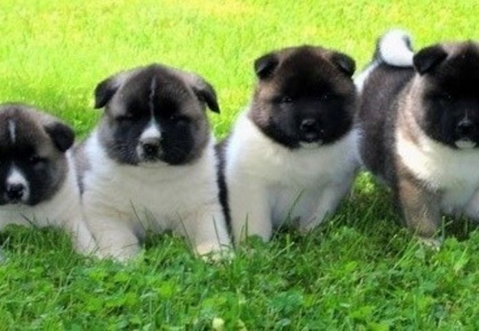 Akita-Inu-Welpen