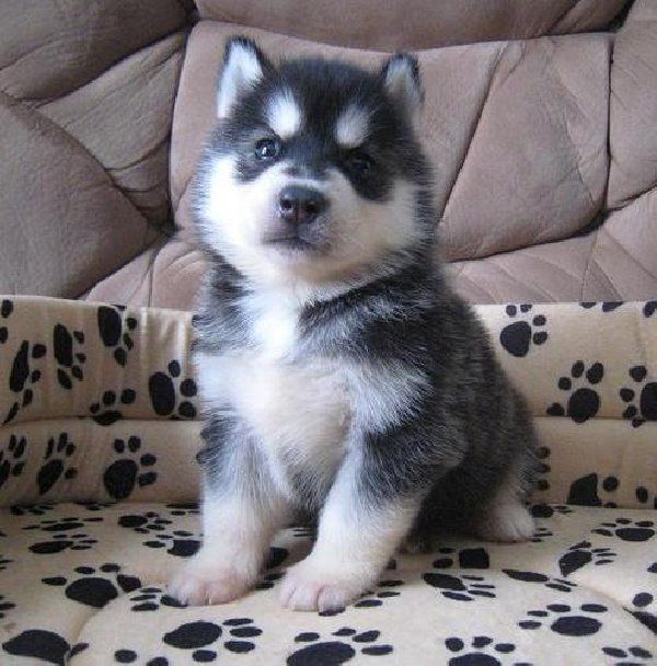 Siberian Husky Welpen – WhatsApp: +44 7469 456352