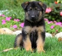 Deutsche Schäferhund welpen. WhatsApp: +44 7469 456352