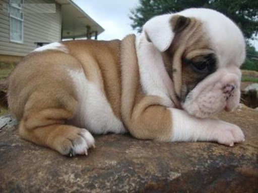 Englische Bulldoggen Welpen. WhatsApp: +44 7469 456352
