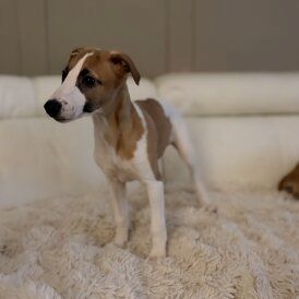 Whippet welpen. WhatsApp: +44 7469 456352