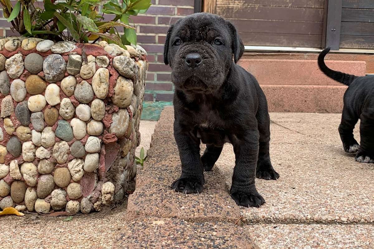 Mastino-Napoletano-Welpen. WhatsApp: +44 7469 456352