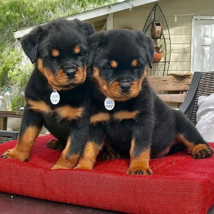 Rottweiler-Welpen abzugeben