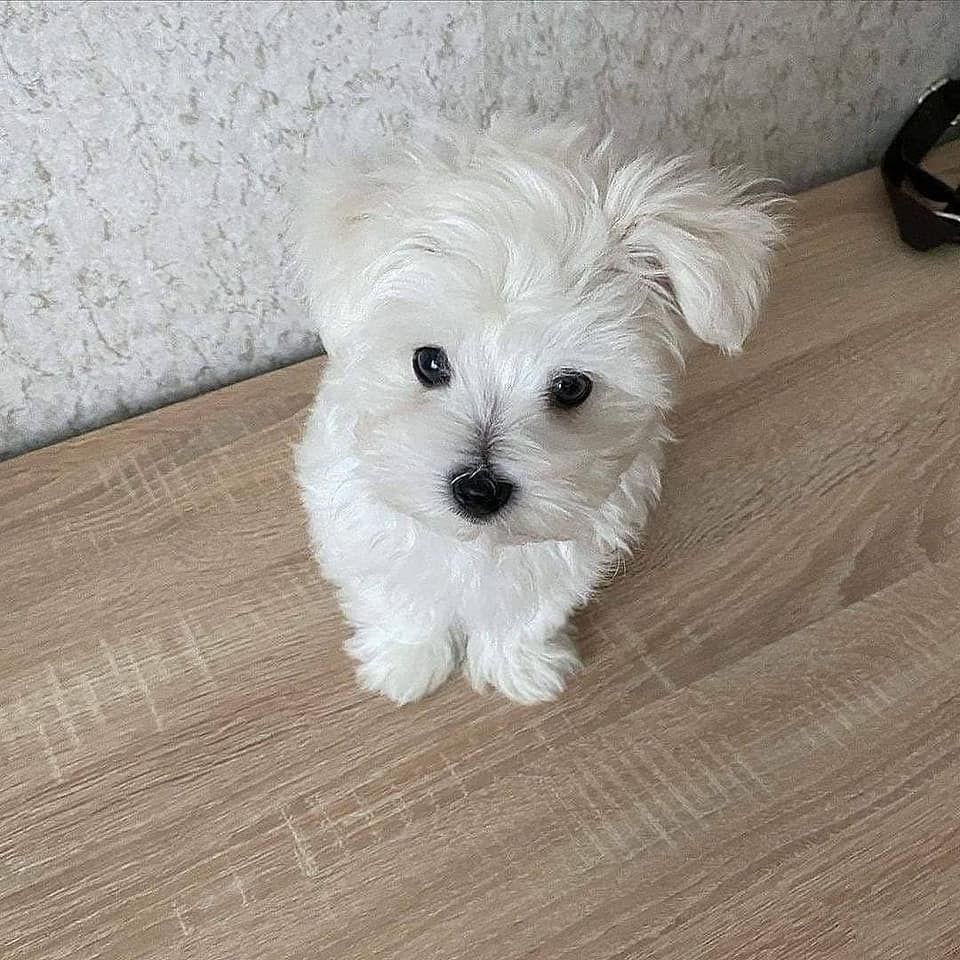 Süße Maltipoo-Welpen zu verkaufen