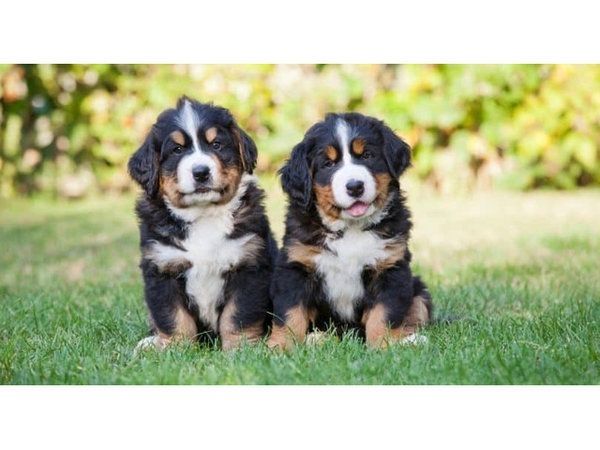 Berner Sennenhundwelpen (registriert)