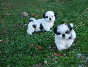 Bezaubernde Shih-Tzu-Welpen