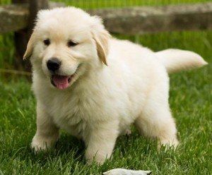 Golden-Retriever-Welpen