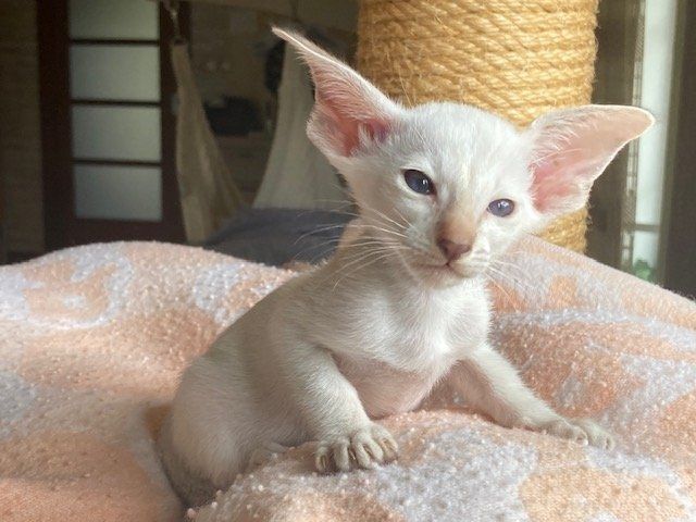 Siamkatzen-Kätzchen zu verkaufen. WhatsApp: +44 7469 456352