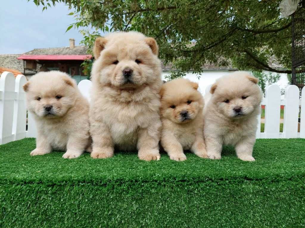 Chow-Chow-Welpen zu verkaufen.