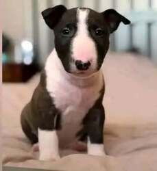 Ein Wurf Bullterrier-Welpen sucht ein neues Zuhause.
