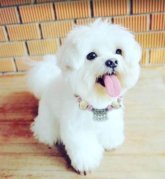 Süße Maltipoo-Welpen zu verkaufen