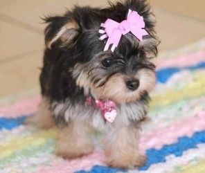 Yorkshire-Terrier-Welpen suchen ein Zuhause
