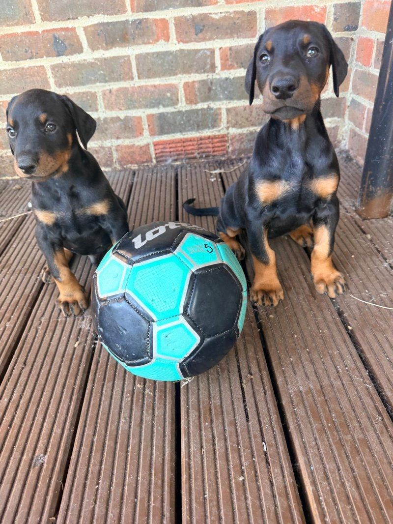 Dobermann