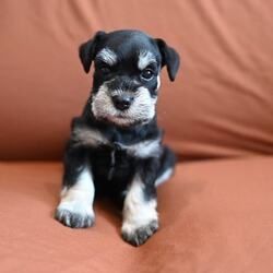 Schnauzer-Welpen suchen ein Zuhause