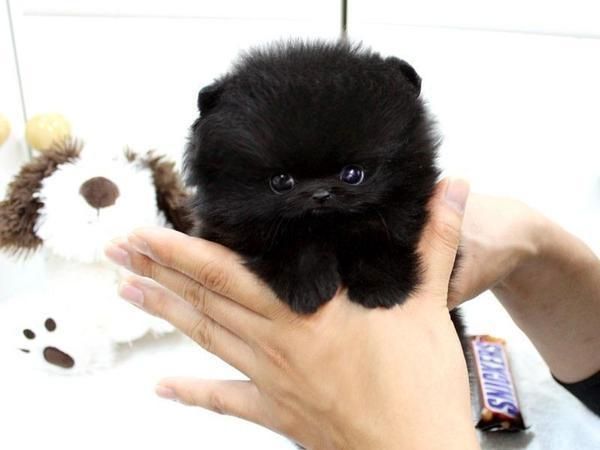 Reinrassige Zwergspitz / Pomeranian welpen mit Papieren