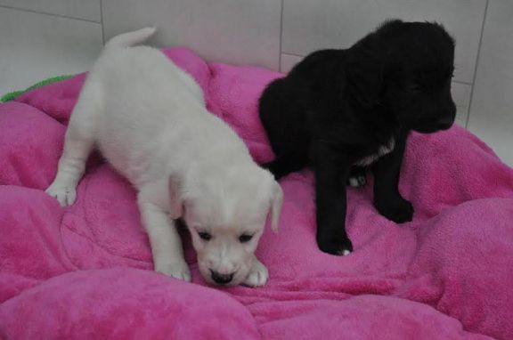 ZuckersьЯe Labradorwelpen