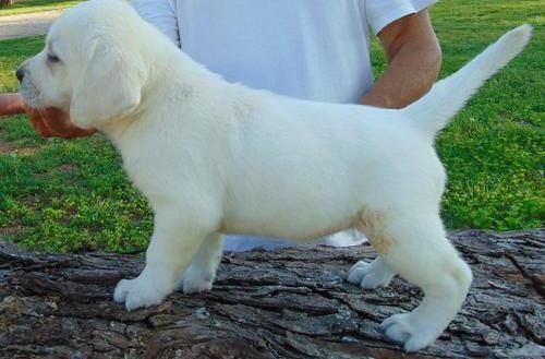 ZuckersьЯe Labradorwelpen
