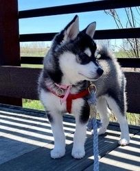 Bezaubernde Alaskan Klee Kai Welpen zu verkaufen