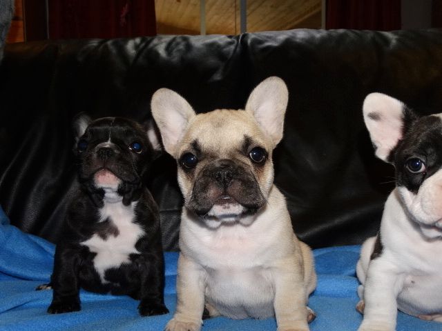 FRANZЦSISCHE BULLDOGGEN WELPEN GECHIPT,ENTWURMT&GEIMPFT