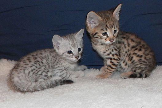 2 sьЯe reinrassige Bengal-Kдtzchen zum Umzug bereit..