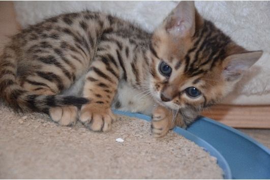 2 sьЯe reinrassige Bengal-Kдtzchen zum Umzug bereit..