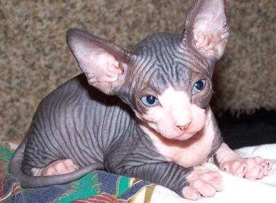 Canadian Sphynx Katze/Kater - Farbe black