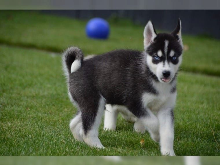 Blaue Augen Siberian Husky Welpen