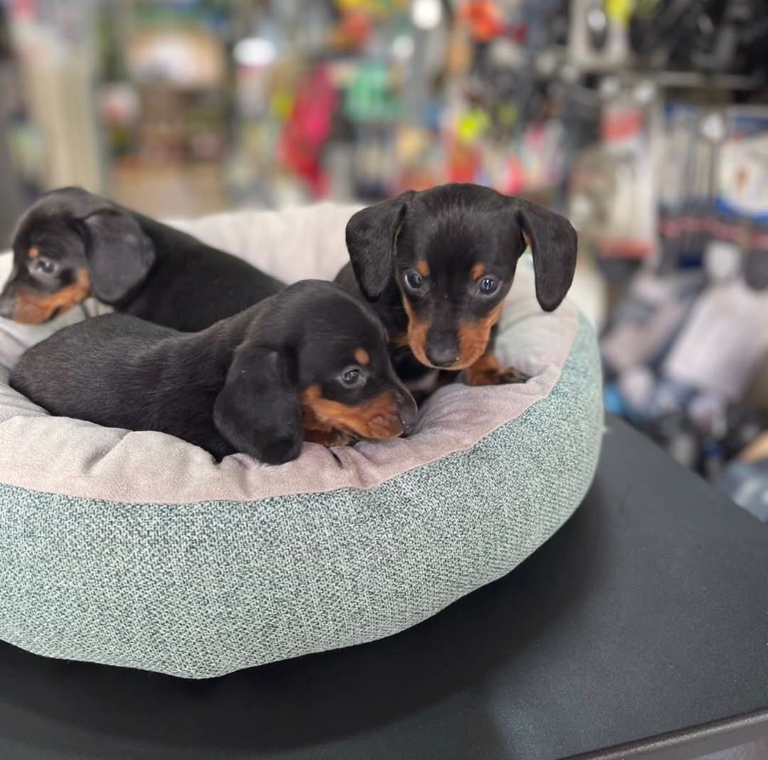 Dachshunds