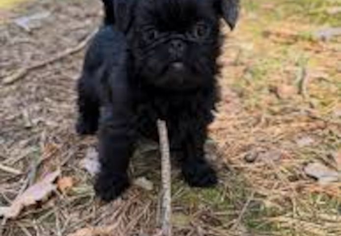 Affenpinscher-Welpen zu verkaufen.