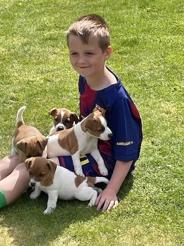 Jack-Russell-Welpen zu verkaufen