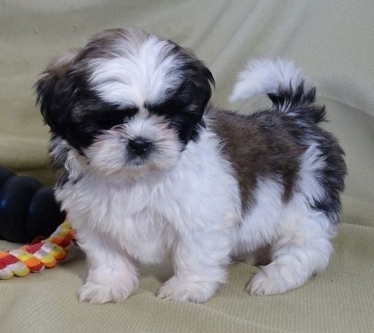 Shih-Tzu-Welpen zur Vermittlung.
