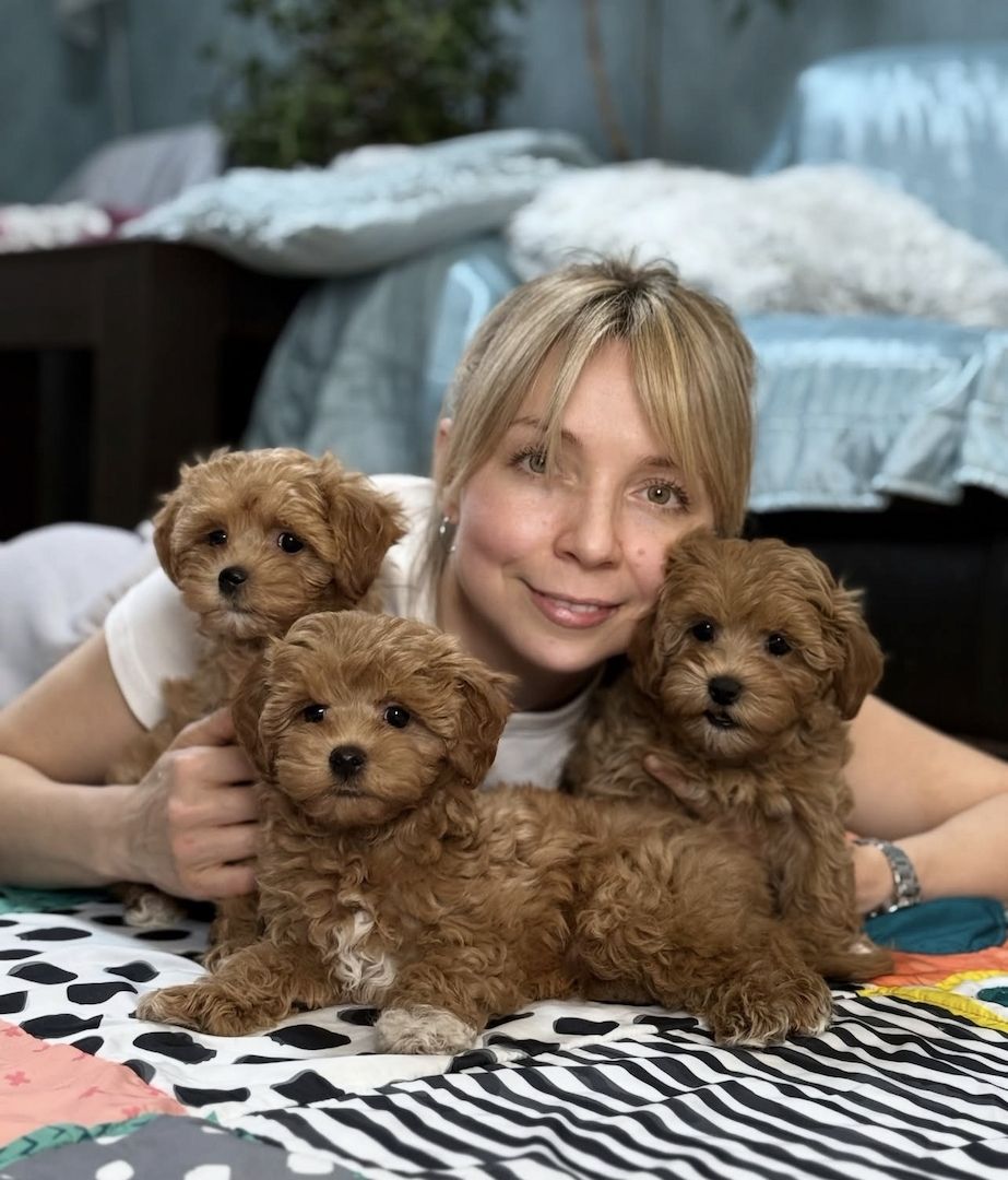 Maltipoo-Welpen suchen ein neues Zuhause
